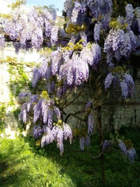 Villa Osmanthus Vicenza